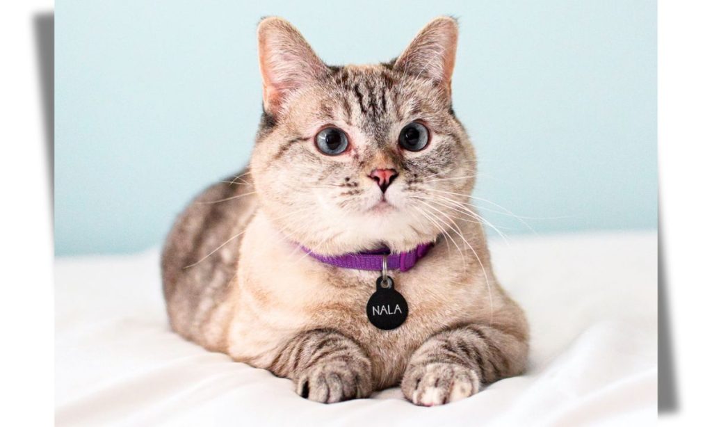 meet nala cat: the instagram star with a ton of fo - tymoff